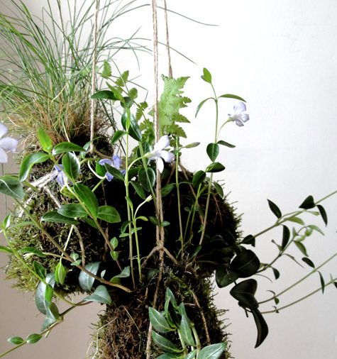 Composizione Kokedama